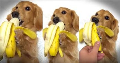 Dachshund Pup Loves His Banana 