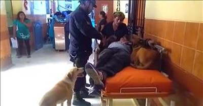 Dogs Refuse To Leave Injured Owner's Side 