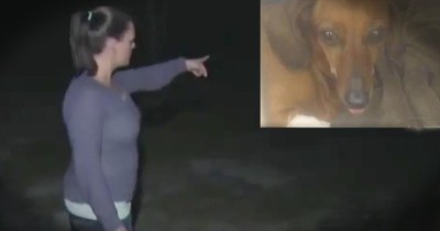 Dachshund Saves Owner From Bear Attack