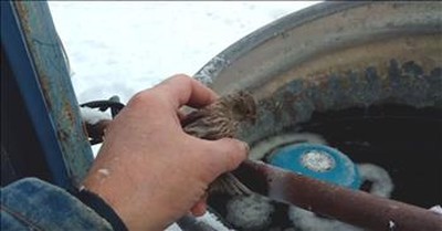 Big Burly Farmer Rescues A Tiny Frozen Finch With Just His Breath 