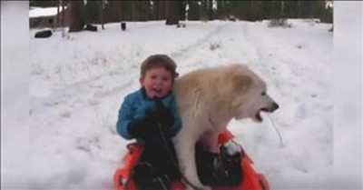 Crazy Dogs Having A Blast In The Snow Will Have You In Stitches 