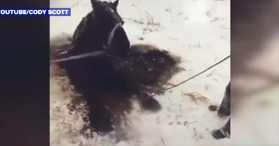 Horse Trapped In A Frozen Lake Gets A Dramatic Rescue