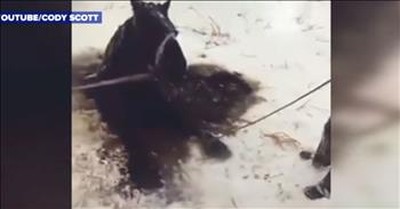 Horse Trapped In A Frozen Lake Gets A Dramatic Rescue 