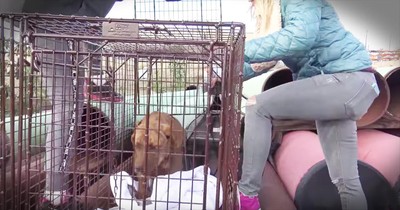 Terrified Dog Hides In Oil Pipes Until Rescuers Finally Get Him To Safety