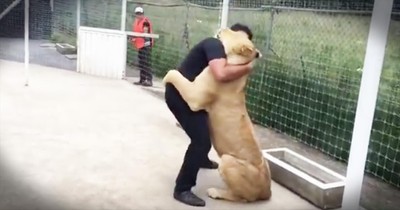 Rescued Lion Can't Stop Snuggling The First Man Who Showed Her Love