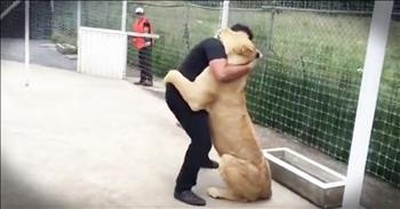 Rescued Lion Can't Stop Snuggling The First Man Who Showed Her Love 