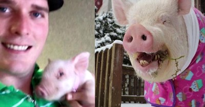Esther The Wonder Pig Weighs 670 Pounds And Lives In The House