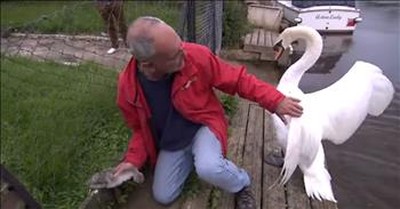 Baby Swan Is Saved By A Gentle Man As Concerned Dad Hovers Over 