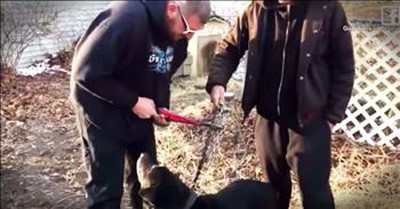 Dog Chained Up For 15 Years Finally Gets A New Lease On Life 