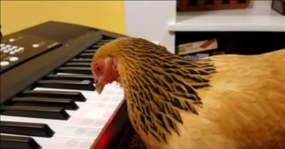 Talented Chicken Plays 'America The Beautiful' On The Piano 