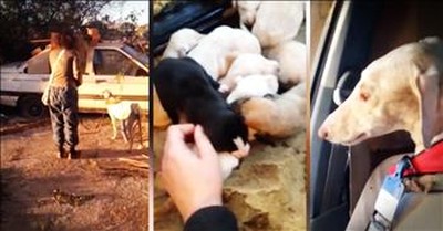 Severly Injured Dog Leads Rescuers To Her Puppies 