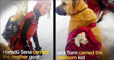 Brilliant Young Girl And Her Dog Save A Goat And Her Newborn Kid 
