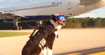 Brave Dog's Job Is To Protect Aircraft From Runway Hazards