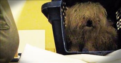 Dog Rescued Just 1 Hour Before Euthanization Has An Incredible Transformation 