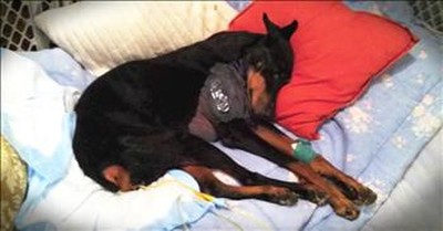 Couple Came Home To Find Their Dog Terminally Paralyzed But They Refused To Give Up 