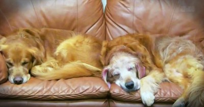 Tearjerking Story Of A Legendary Dog As Told By His Son 