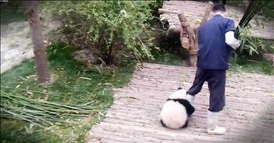 Adorable Tiny Panda Is Getting Alot Of Attention For Making His Caretaker's Job Difficult 