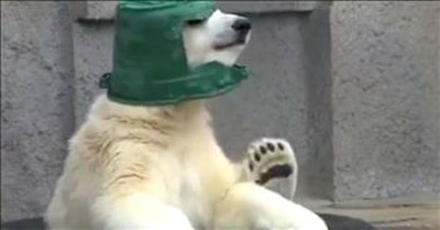 Polar Bear Cub Sports A Bucket As A Helmet And Won't Take It Off 