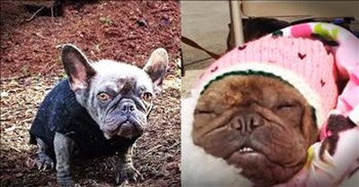 Dog Kept In A Hole In The Dirt Gets The Most Amazing New Family 