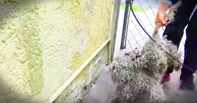 Rescuers Try Something Crazy To Save A Dog Running For The Freeway