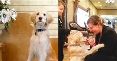 Funeral Home Expands Their Staff By Hiring A Dog 