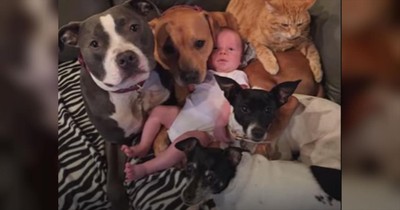 Lucky Baby Completely Surrounded By Furry Love 
