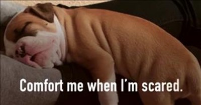 All The Things Your Dog Would Say If They Could Talk 