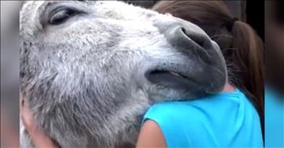 Donkey Can't Wait To Hug It Out With His Best Girl 
