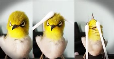 Tiny Bird Gets Adorable Q-Tip Massage 