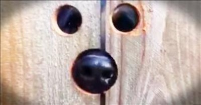 Neighbor Makes Peephole In Fence For Jumping Dog 