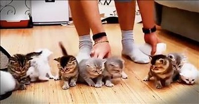 Cute Kittens Cannot Sit Still For A Photo 