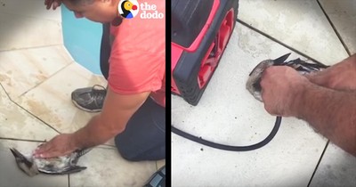 Guy Uses Air Compressor To Save Bird Life