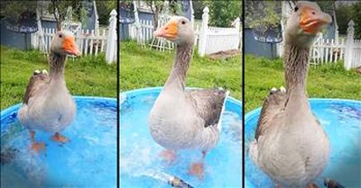 Goose Dances When Mommy Gets Home 