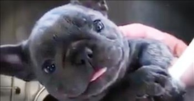Puppy Can't Stop Smiling While Getting A Bath 