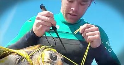 Man Saves Sea Turtle Tangled In A Plastic Balloon 