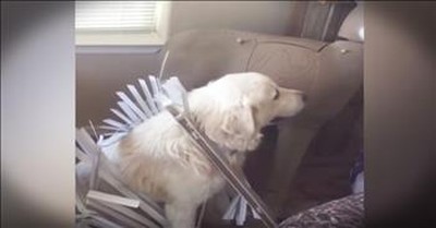 Funny Guilty Dog Avoids Eye Contact With Human 