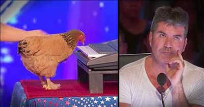 Chicken Playing The Piano Earns Standing Ovation  