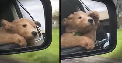 Dog Loves Sticking His Head Out Of The Window 