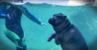 Baby Hippo Has An Adorable First Day Out 