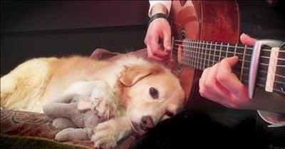 Sleepy Dog Is Lulled By Her Owner's Guitar  