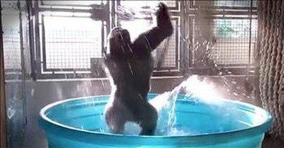Gorilla Splashes Around In Kiddie Pool 