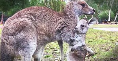 Baby Kangaroo Takes First Hops 
