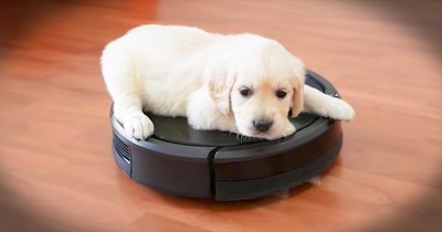 Puppy Takes A Ride On A Roomba