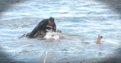Navy Team Rescues Drowning Elephant