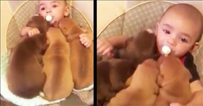 Sweet Baby Snuggles Puppies 