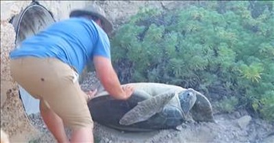 Man On Vacation Rescues Turtle 