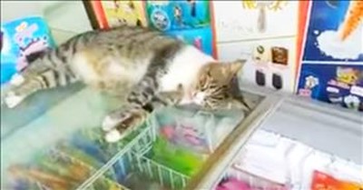 Cat Takes Nap On Public Ice Cream Freezer 