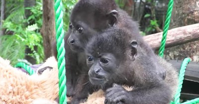 Rescued Animals Enjoy First Taste Of Freedom