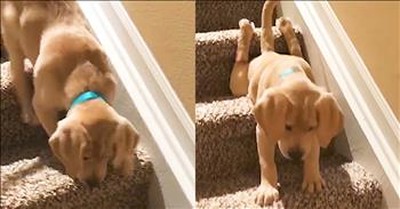 Cute Lab Puppy Learns To Go Down The Stairs 