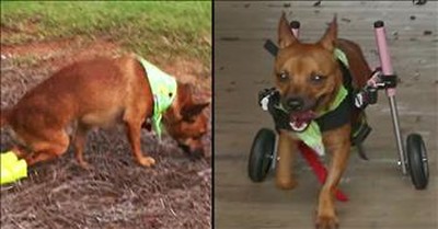 Dog Shot With A BB Gun Gets Wheelchair And Forever Home 